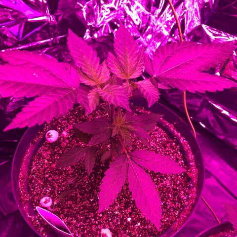 Amnesia Haze #1 growlog timeline photo