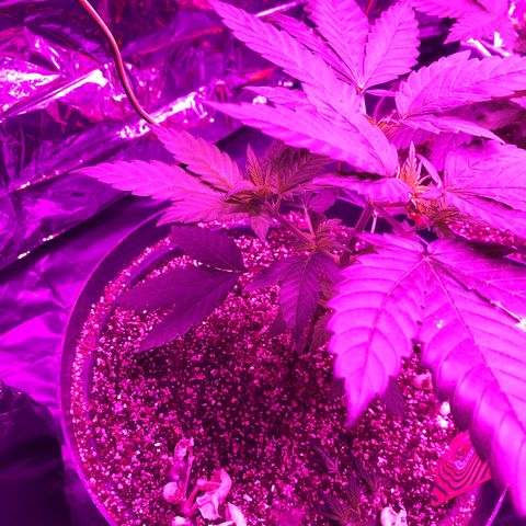 Amnesia Haze #1 growlog timeline photo