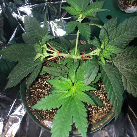 Amnesia Haze #1 growlog timeline photo