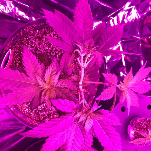 Amnesia Haze #1 growlog timeline photo