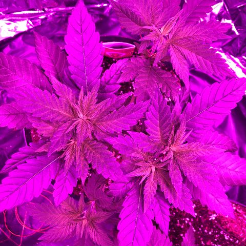 Amnesia Haze #1 growlog timeline photo