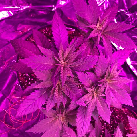 Amnesia Haze #1 growlog timeline photo