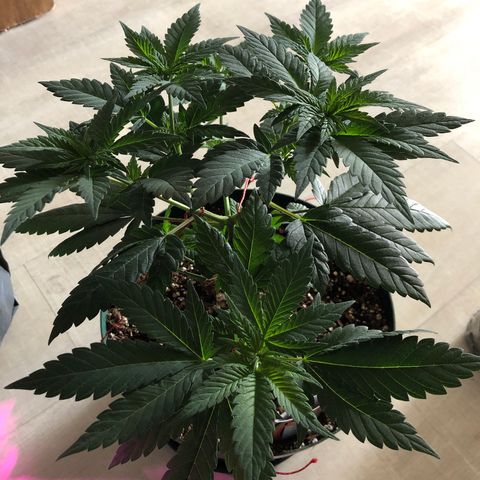 Amnesia Haze #1 growlog timeline photo