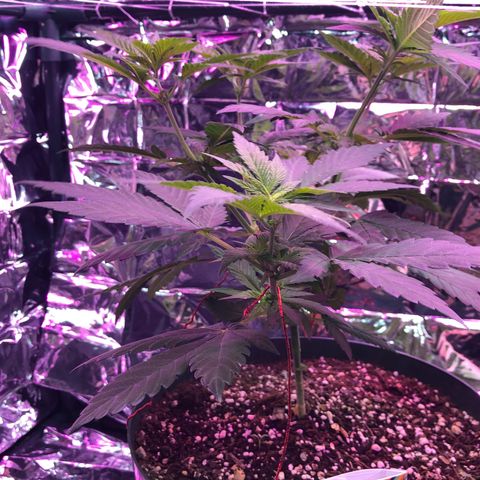 Amnesia Haze #1 growlog timeline photo