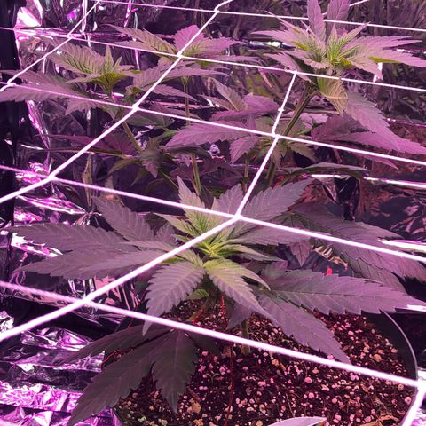 Amnesia Haze #1 growlog timeline photo