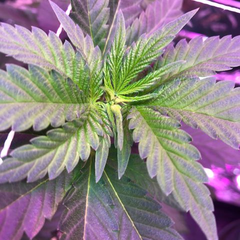 Amnesia Haze #1 growlog timeline photo
