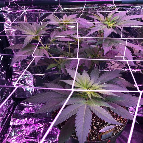 Amnesia Haze #1 growlog timeline photo