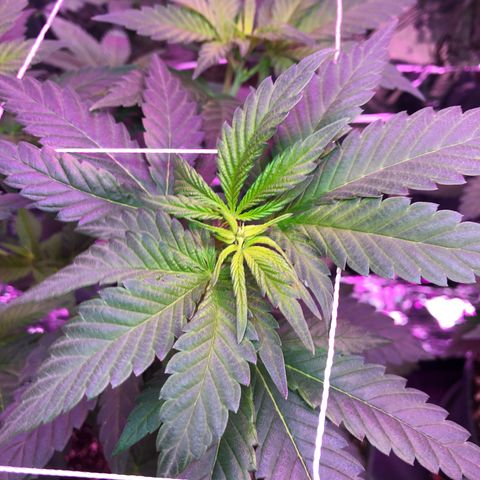 Amnesia Haze #1 growlog timeline photo
