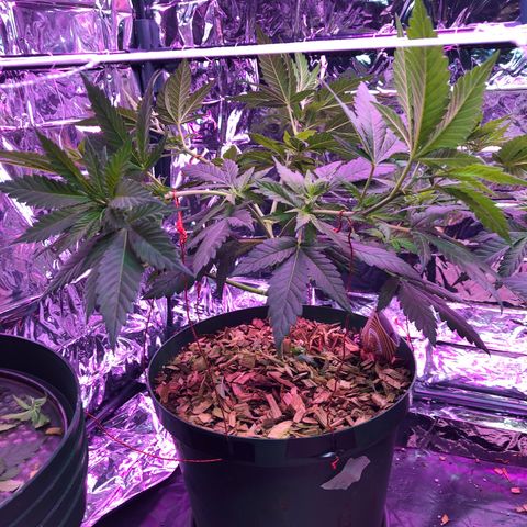 Amnesia Haze #1 growlog timeline photo