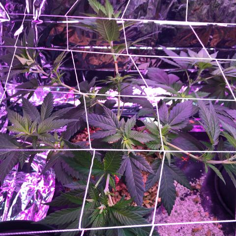 Amnesia Haze #1 growlog timeline photo