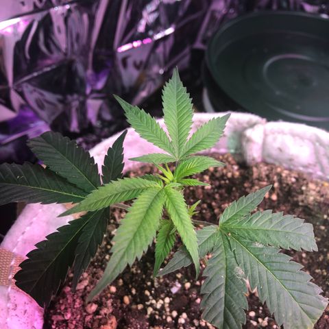 White Widow FEM Clone growlog timeline photo