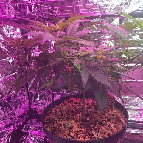 Amnesia Haze #1 growlog timeline photo