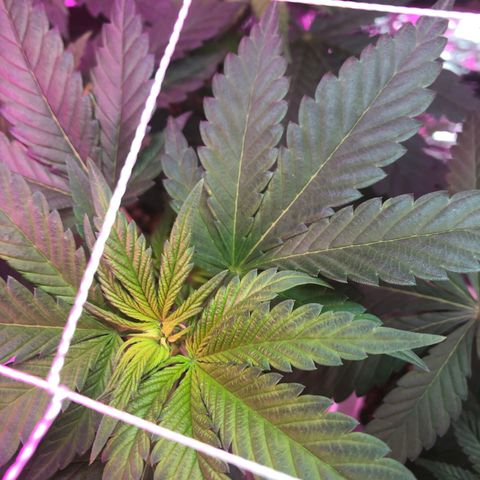 Amnesia Haze #1 growlog timeline photo