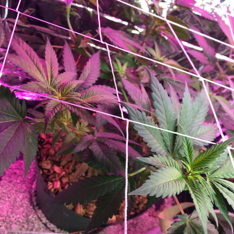 Amnesia Haze #1 growlog timeline photo