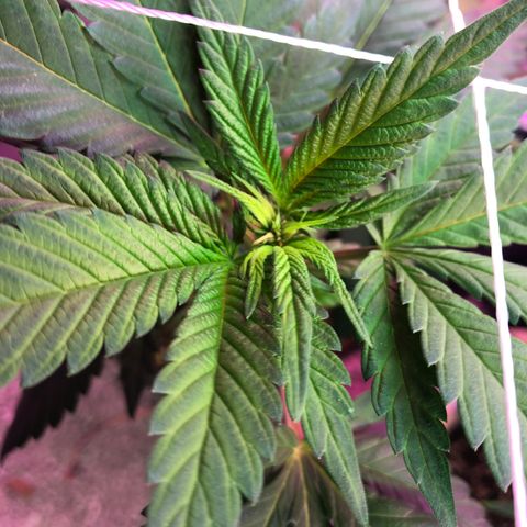 Amnesia Haze #1 growlog timeline photo