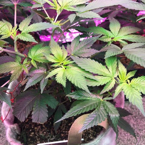 Royal Cheese FEM Clone growlog timeline photo