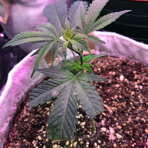 White Widow FEM Clone growlog timeline photo