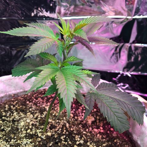 White Widow FEM Clone growlog timeline photo