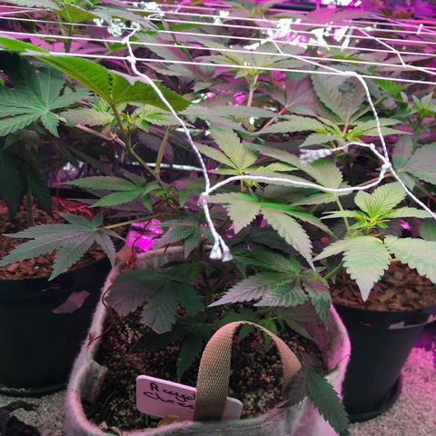 Royal Cheese FEM Clone growlog timeline photo