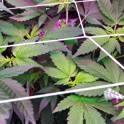 Royal Cheese FEM Clone growlog timeline photo