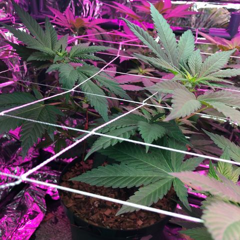 Amnesia Haze #1 growlog timeline photo