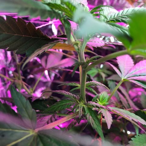 Amnesia Haze #1 growlog timeline photo