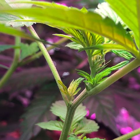 Royal Cheese FEM Clone growlog timeline photo