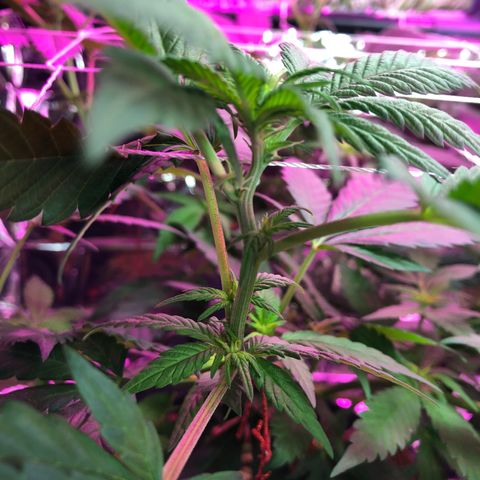 Amnesia Haze #1 growlog timeline photo