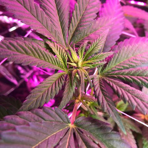 Amnesia Haze #1 growlog timeline photo