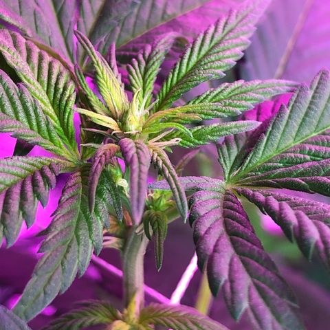 Amnesia Haze #1 growlog timeline photo
