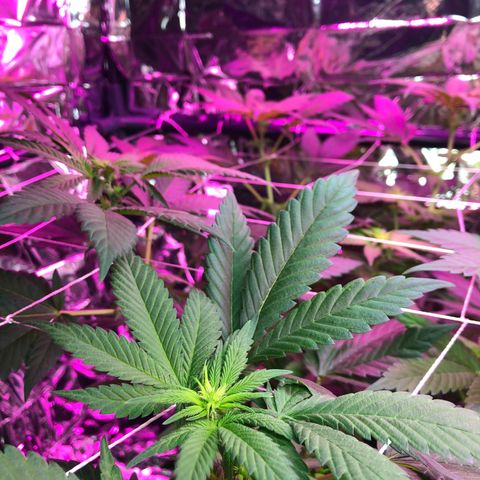 Amnesia Haze #1 growlog timeline photo