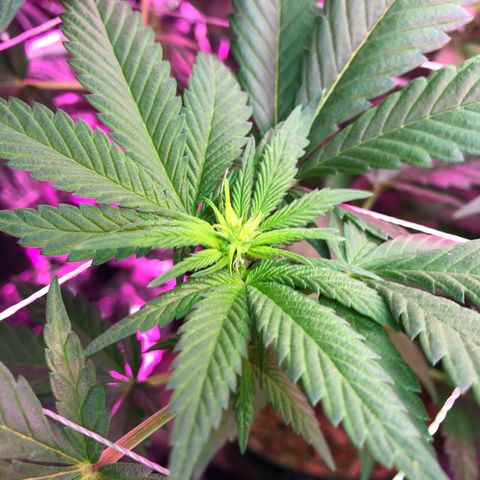 Amnesia Haze #1 growlog timeline photo