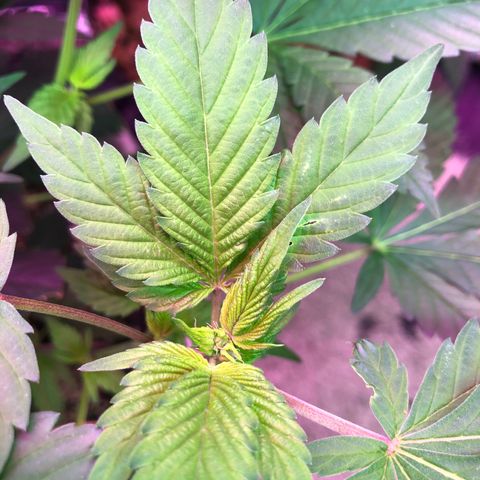 Royal Cheese FEM Clone growlog timeline photo