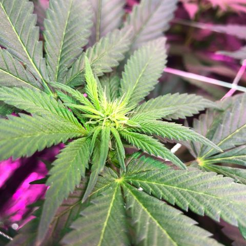 Amnesia Haze #1 growlog timeline photo