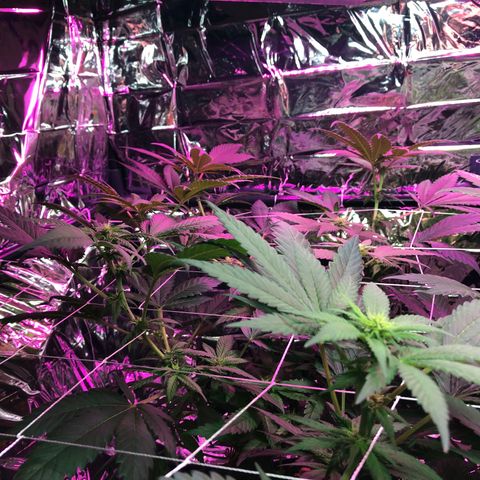 Amnesia Haze #1 growlog timeline photo