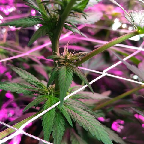 Amnesia Haze #1 growlog timeline photo