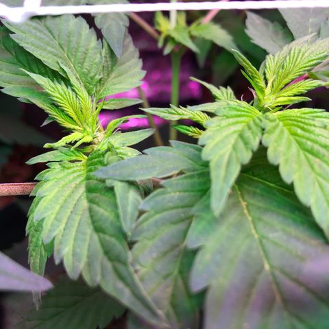Royal Cheese FEM Clone growlog timeline photo