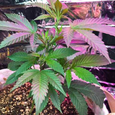 White Widow FEM Clone growlog timeline photo