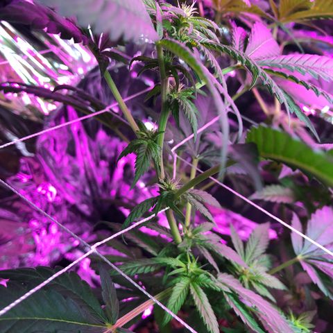 Amnesia Haze #1 growlog timeline photo