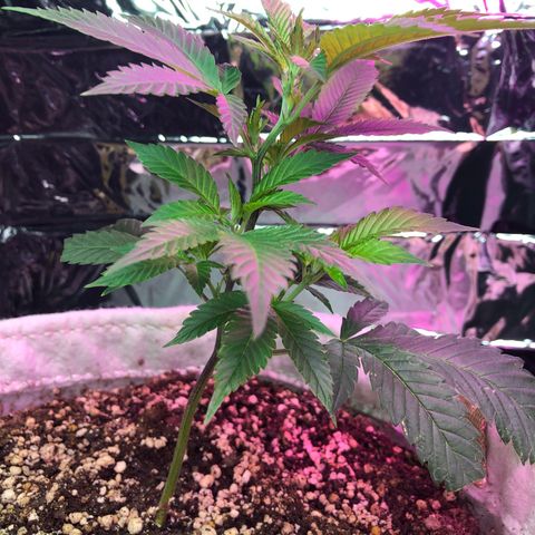 White Widow FEM Clone growlog timeline photo