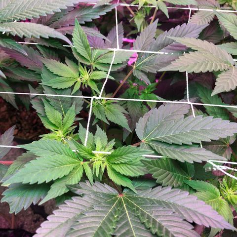 Royal Cheese FEM Clone growlog timeline photo