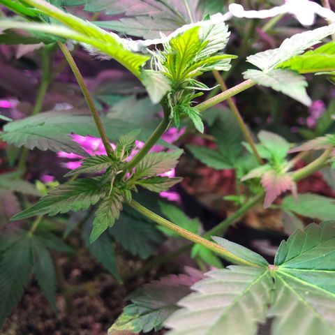 Royal Cheese FEM Clone growlog timeline photo