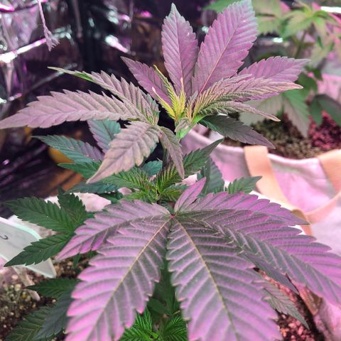 White Widow FEM Clone growlog timeline photo