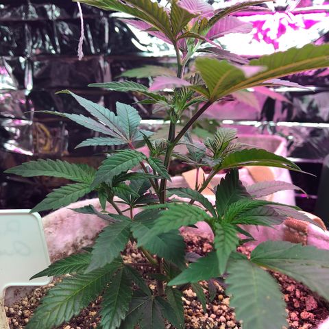 White Widow FEM Clone growlog timeline photo