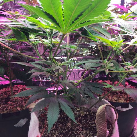 Royal Cheese FEM Clone growlog timeline photo