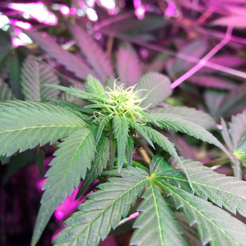 Amnesia Haze #1 growlog timeline photo