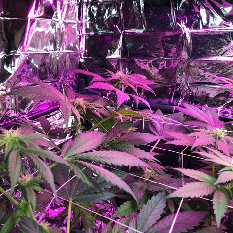 Amnesia Haze #1 growlog timeline photo