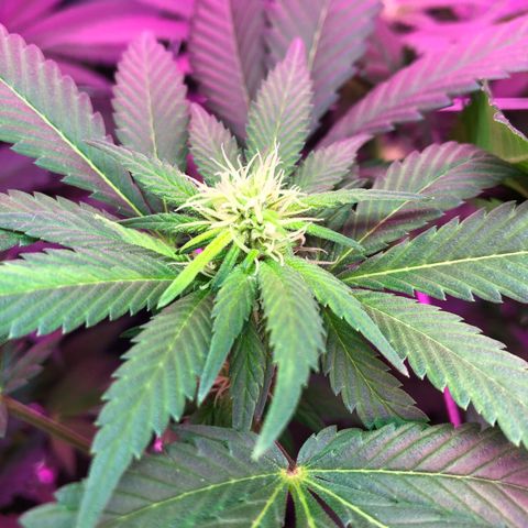 Amnesia Haze #1 growlog timeline photo