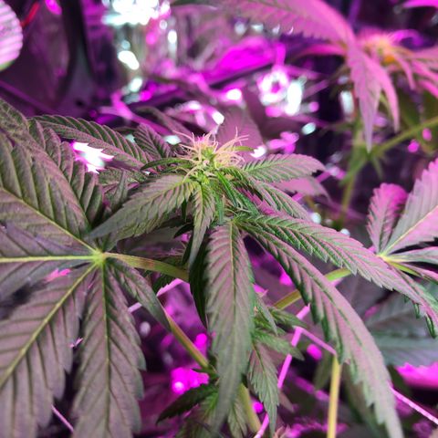 Amnesia Haze #1 growlog timeline photo