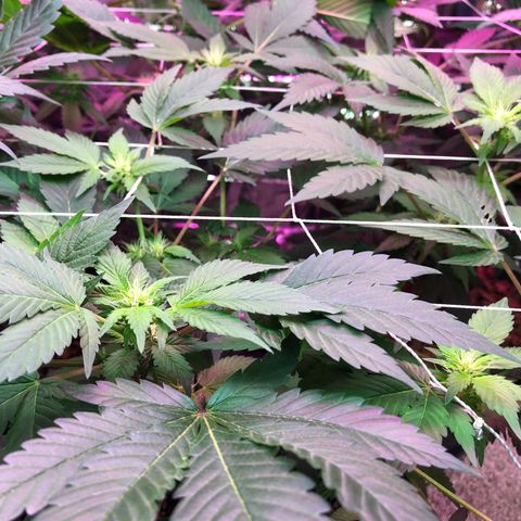 Royal Cheese FEM Clone growlog timeline photo